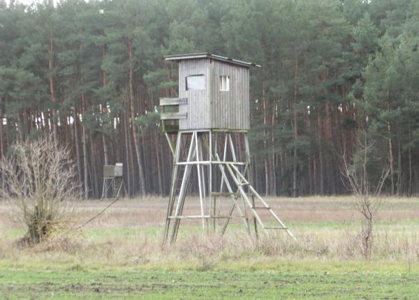 Vildsvin jagt i Tyskland samt raadyr og daadyr