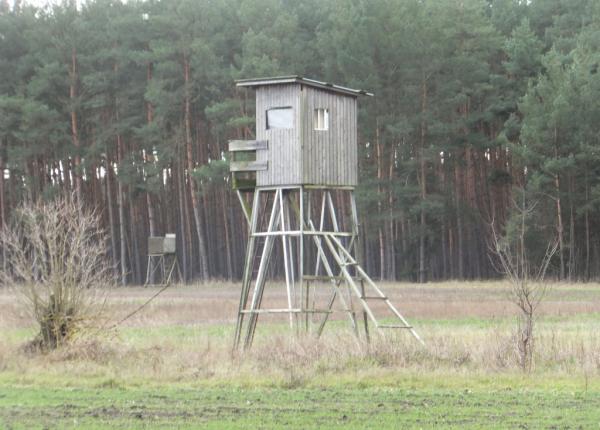 Vildsvin jagt i Tyskland samt raadyr og daadyr