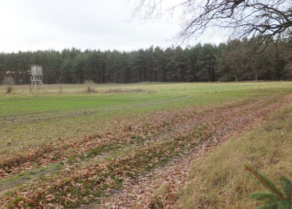 Jagt-udlejning-tyskland-Nassenheide